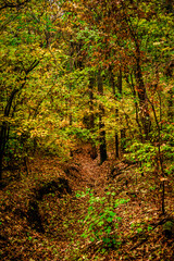Autumn forest at the morning,green and yellow leaves on trees.Beautiful landscape pictures in the woodlands and forest.Path in the woods, Ukrainian nature.Beautiful and mystery weather ,fall colors 