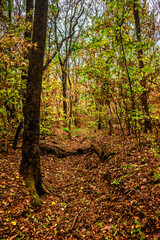 Obraz premium Autumn forest at the morning,green and yellow leaves on trees.Beautiful landscape pictures in the woodlands and forest.Path in the woods, Ukrainian nature.Beautiful and mystery weather ,fall colors 