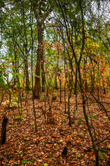 Autumn forest at the morning,green and yellow leaves on trees.Beautiful landscape pictures in the woodlands and forest.Path in the woods, Ukrainian nature.Beautiful and mystery weather ,fall colors 
