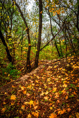 Autumn forest at the morning,green and yellow leaves on trees.Beautiful landscape pictures in the woodlands and forest.Path in the woods, Ukrainian nature.Beautiful and mystery weather ,fall colors 