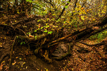 Autumn forest at the morning,green and yellow leaves on trees.Beautiful landscape pictures in the woodlands and forest.Path in the woods, Ukrainian nature.Beautiful and mystery weather ,fall colors 