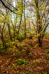 Obraz premium Autumn forest at the morning,green and yellow leaves on trees.Beautiful landscape pictures in the woodlands and forest.Path in the woods, Ukrainian nature.Beautiful and mystery weather ,fall colors 