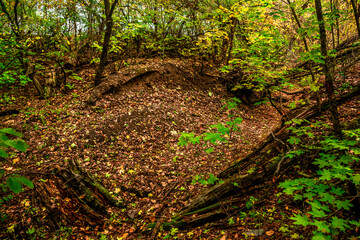 Autumn forest at the morning,green and yellow leaves on trees.Beautiful landscape pictures in the woodlands and forest.Path in the woods, Ukrainian nature.Beautiful and mystery weather ,fall colors 