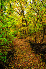 Autumn forest with green and yellow trees,october forest landscape.Fallen trees in the frame.Green colors.Mystery woodlands.Maple trees and leaves.Morning landscape.Camping in the forest