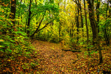 Fototapeta premium Autumn forest with green and yellow trees,october forest landscape.Fallen trees in the frame.Green colors.Mystery woodlands.Maple trees and leaves.Morning landscape.Camping in the forest