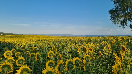 Fototapeta premium Champs de tournesol avec le Bugarach en arrière-plan