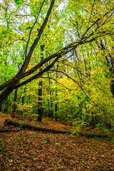 Obraz premium Autumn forest with green and yellow trees,october forest landscape.Fallen trees in the frame.Green colors.Mystery woodlands.Maple trees and leaves.Morning landscape.Camping in the forest