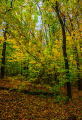 Fototapeta premium Autumn forest with green and yellow trees,october forest landscape.Fallen trees in the frame.Green colors.Mystery woodlands.Maple trees and leaves.Morning landscape.Camping in the forest