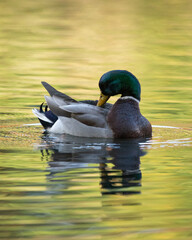 A male mallard duck, or Drake, swims on an autumn pond. He preens himself. The warm and colorful surrounding foliage is reflected in the water.