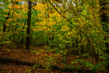 Autumn forest with green and yellow trees,october forest landscape.Fallen trees in the frame.Green colors.Mystery woodlands.Maple trees and leaves.Morning landscape.Camping in the forest