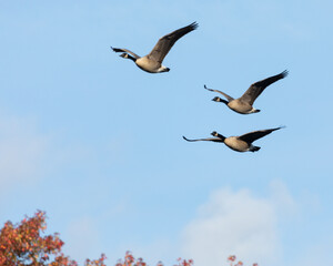 Three Canada geese fly over a blue sky during fall. The beautiful fall foliage in the autumn trees can be seen beneath them.