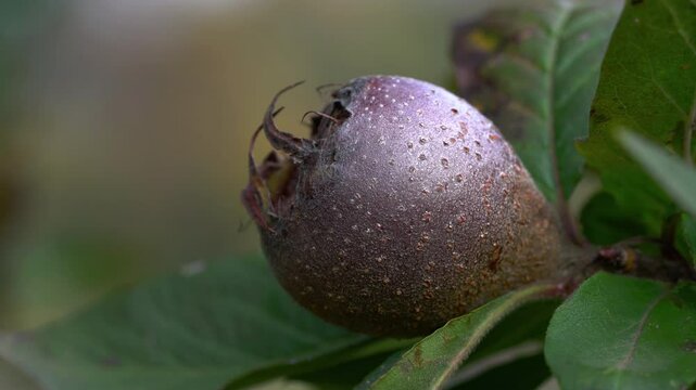 Medlar in natural ambient, ripening (Mespilus germanica) - (4K)