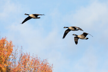 Three Canada geese fly over a blue sky during fall. The beautiful fall foliage in the autumn trees can be seen beneath them.