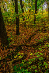 Autumn forest with green and yellow trees,october forest landscape.Fallen trees in the frame.Green colors.Mystery woodlands.Maple trees and leaves.Morning landscape.Camping in the forest