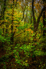 Autumn forest with green and yellow trees,october forest landscape.Fallen trees in the frame.Green colors.Mystery woodlands.Maple trees and leaves.Morning landscape.Camping in the forest