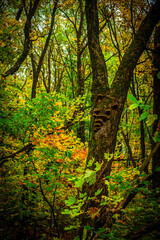 Autumn forest with green and yellow trees,october forest landscape.Fallen trees in the frame.Green colors.Mystery woodlands.Maple trees and leaves.Morning landscape.Camping in the forest