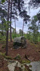 Paysage de la forêt de Fontainebleau au printemps