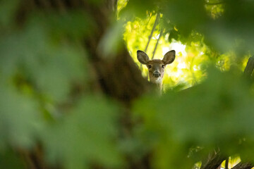 A white-tailed deer doe is seen through the green underbrush in the forest. It looks almost like she's playing peek-a-boo as she stares at the camera.