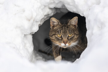 Katze im Schneeiglu