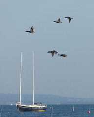 Five mallard ducks fly over the Raritan Bay in New Jersey on a beautiful autumn day.