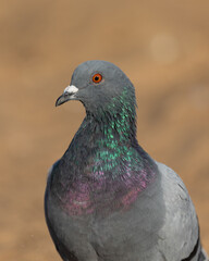 A closeup view of a common rock pigeon on a beach in New Jersey. You can see its beautiful iridescent coloring and piercing orange eyes.
