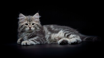 Siberian kitten on colored backgrounds