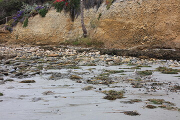 Birds foraging tidal sea basin in Tourmaline or Old Man's Surfing Park full of lobster tails, shell fish and other ocean gifts, San Diego, CA