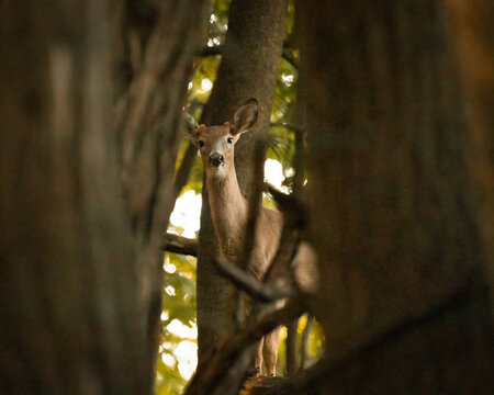 A young white-tailed deer button buck looks out from between old trees in the forest. He is looking right at the camera.