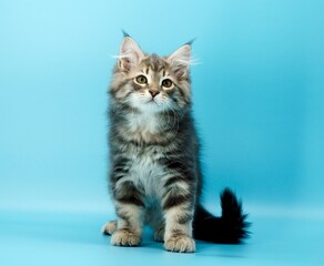 Siberian kitten on colored backgrounds