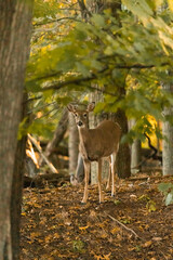 Fototapeta premium A white-tailed deer doe is seen standing in a forest during autumn. She looks directly at the camera.