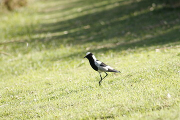 black and white bird