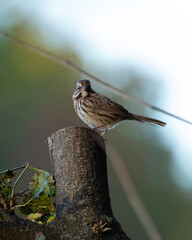 A cute song sparrow perches on a cut tree branch in a tree. It looks directly at the camera.