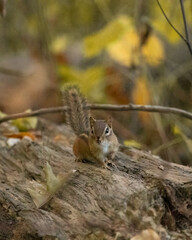 An Eastern Chipmunk sits on an old dead log in the forest during autumn. He appears to stare directly at the camera.
