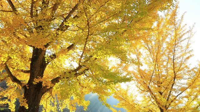 autumn tree and sunlight in the park	