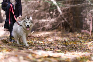 Pies husky na smyczy podczas spaceru leśną ścieżką