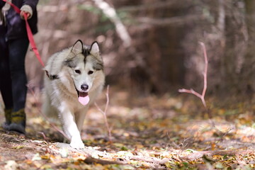 Pies husky na smyczy podczas spaceru leśną ścieżką