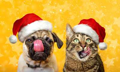 Cute striped cat and pug dog with pink tongues hanging out in Christmas hats on yellow background