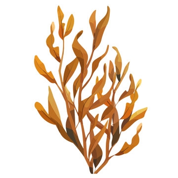 brown seaweed plant isolated white background clip art preview