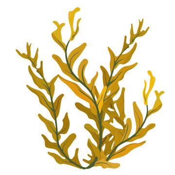 yellow seaweed plant on white background clip art preview