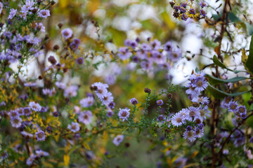 Herbst Wanderung Erlangen