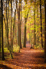 Obraz premium Herbst Wanderung Erlangen