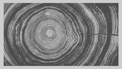 Circular detail of tree rings pattern cut wood texture. Ring pattern from a felled tree wood slab.
