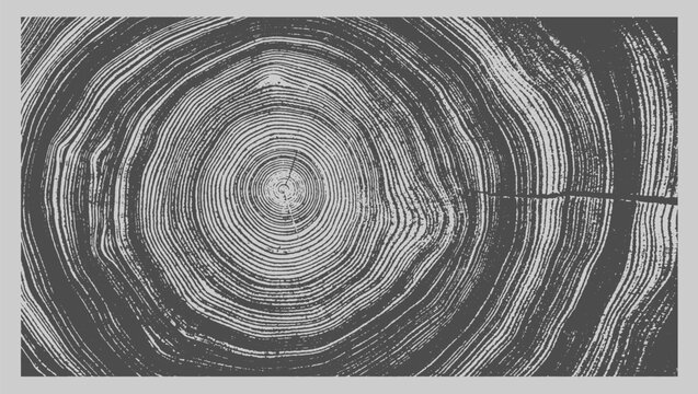 Circular detail of tree rings pattern cut wood texture. Ring pattern from a felled tree wood slab.