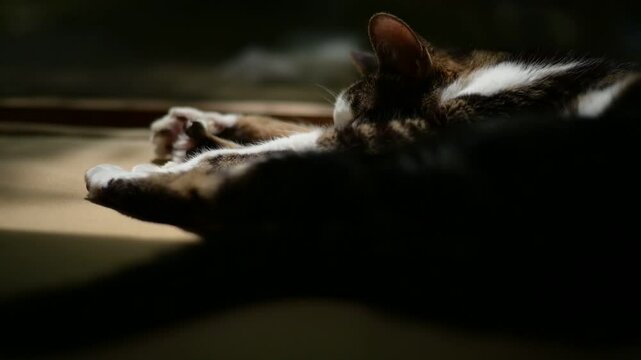 しっぽを振りながら木漏れ日の中で昼寝するキジ猫