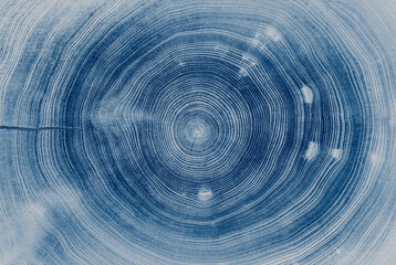 Circular detail of tree rings pattern cut wood texture. Deep blue tree ring pattern from a felled...
