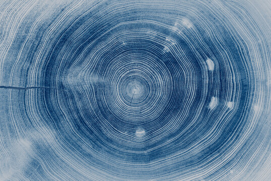 Circular detail of tree rings pattern cut wood texture. Deep blue tree ring pattern from a felled tree wood slab.