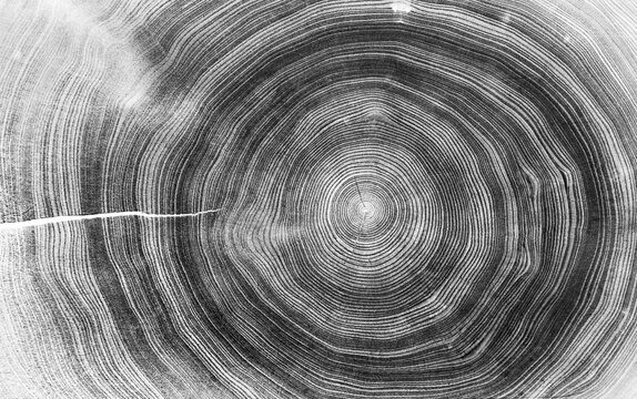 Circular detail of tree rings pattern cut wood texture. Ring pattern from a felled tree wood slab.