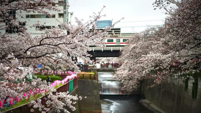 Sakura flowers cherry blossom in Tokyo. metro train going thru downtown.  Bridge over Meguro river. Popular tourism destination for sakura spring season in Japan.