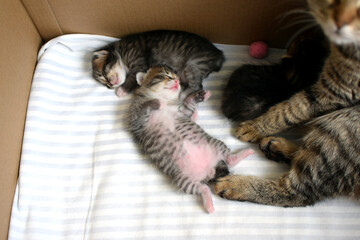 Little striped Kurilian Bobtail kittens with a cat sleeping in a cardboard box