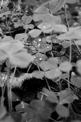 leaves in water